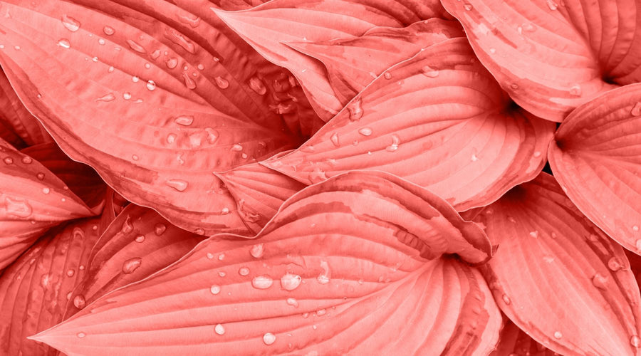 Cooling Down in Coral