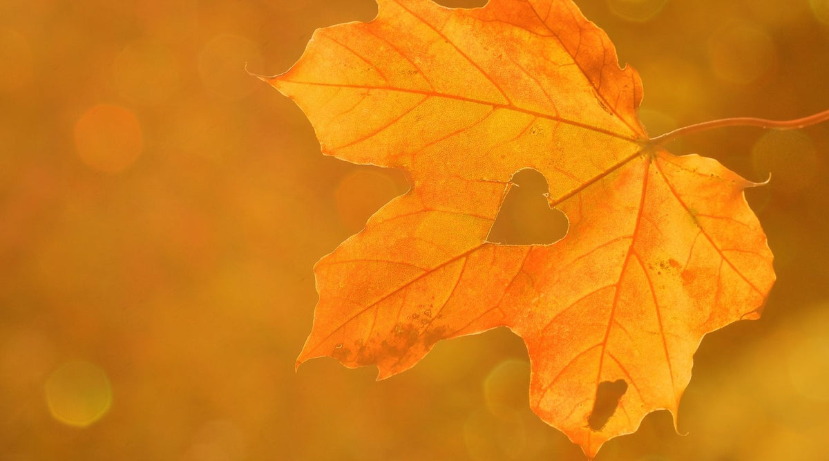 FALL ESSENTIALS CHECKLIST